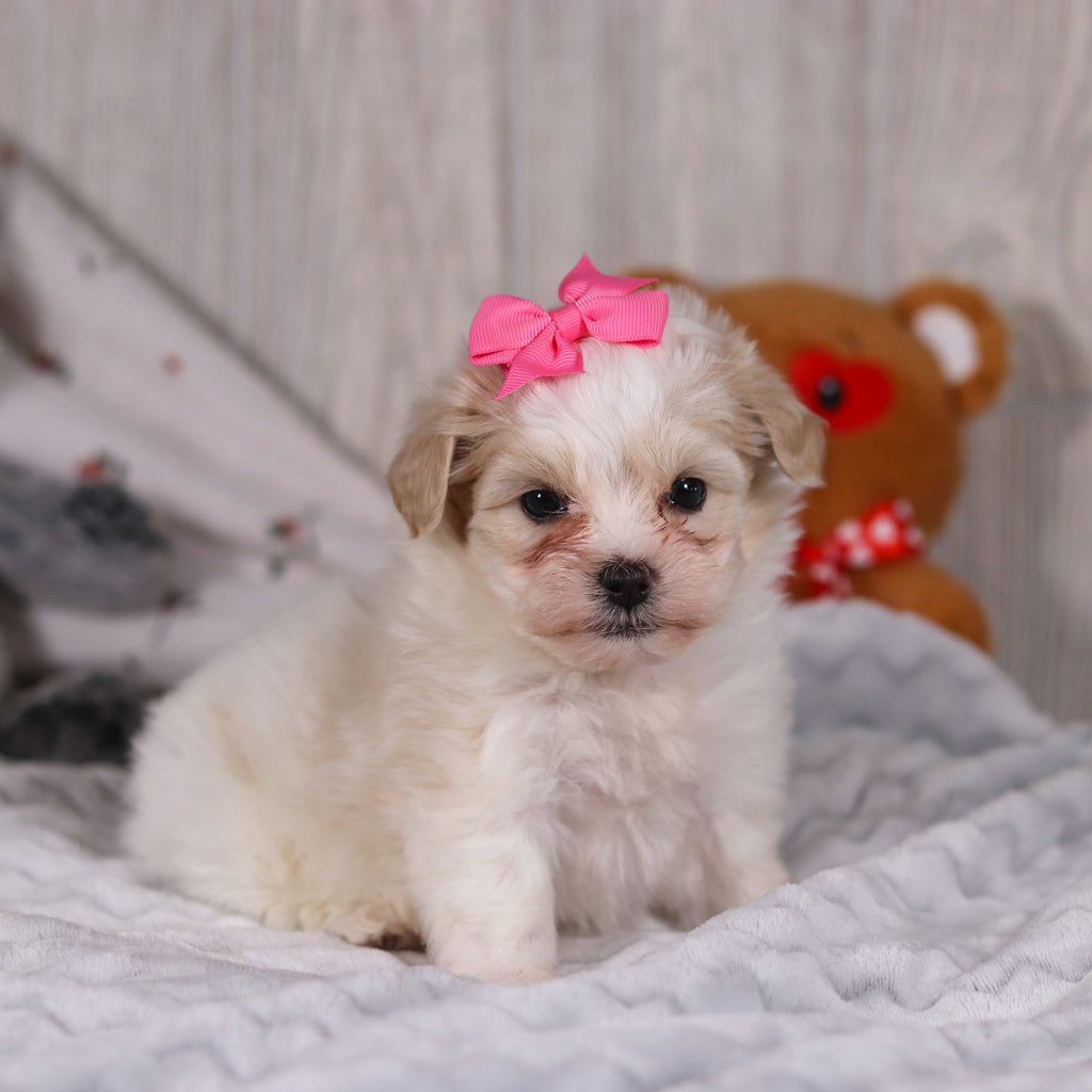 Blue - Available 2/26