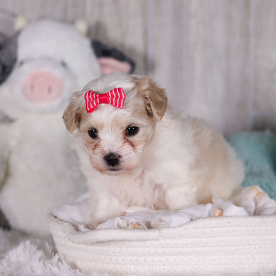 Blue - Available 2/26