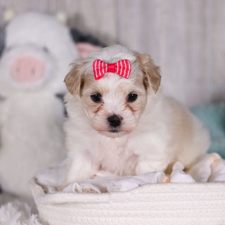 Blue - Available 2/26