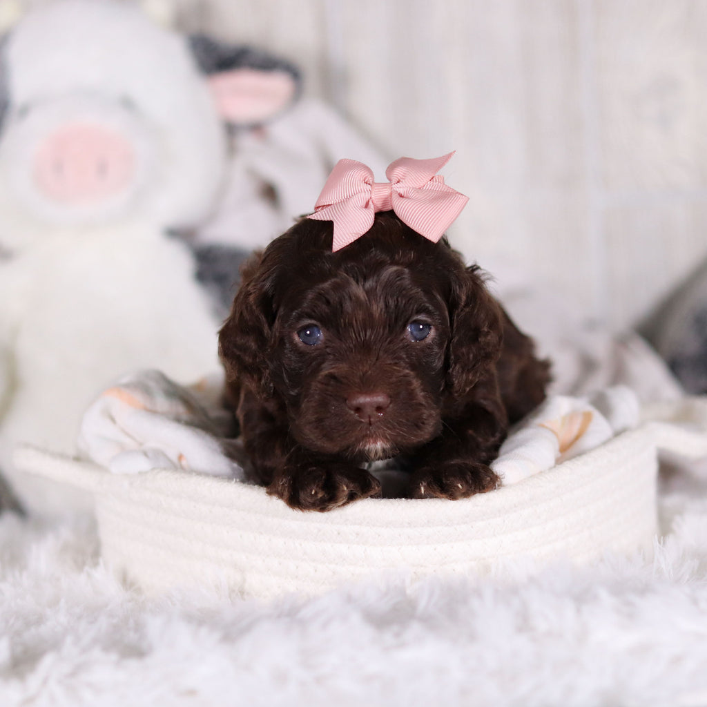 Camden - Available 3/5