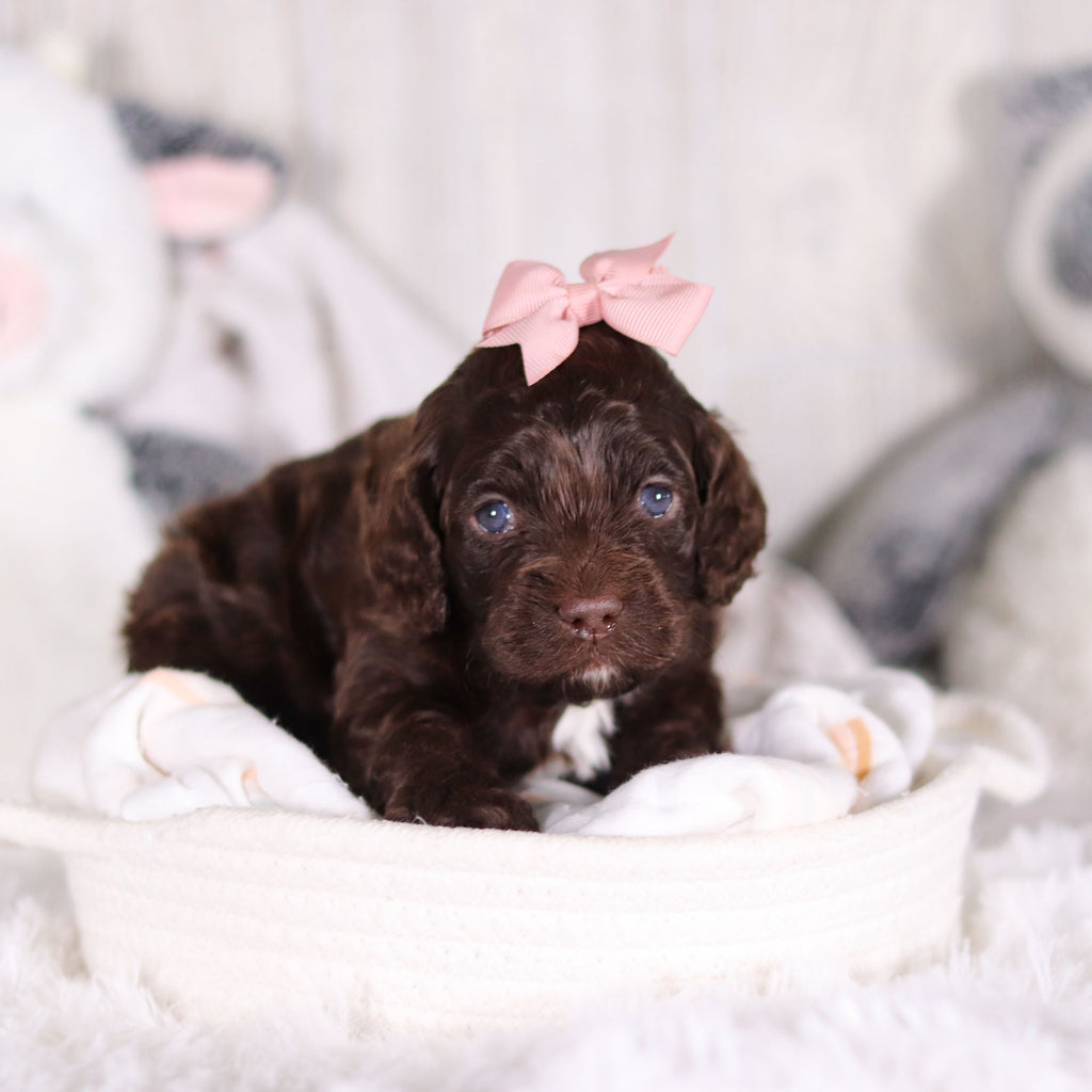 Camden - Available 3/5