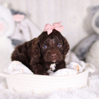 Camden - Available 3/5