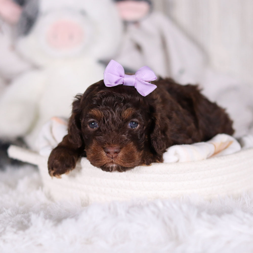 Clementine - Available 3/5