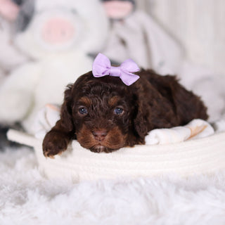 Clementine - Available 3/5