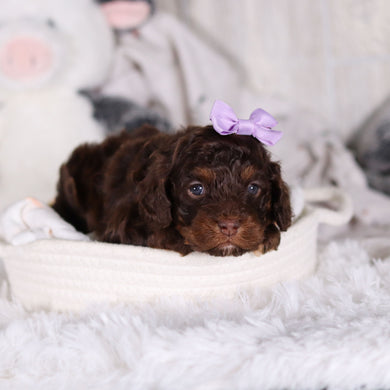 Clementine - Available 3/5