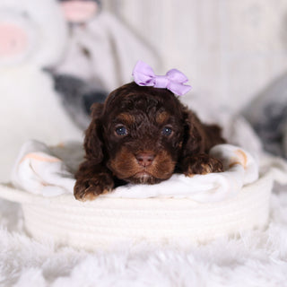 Clementine - Available 3/5