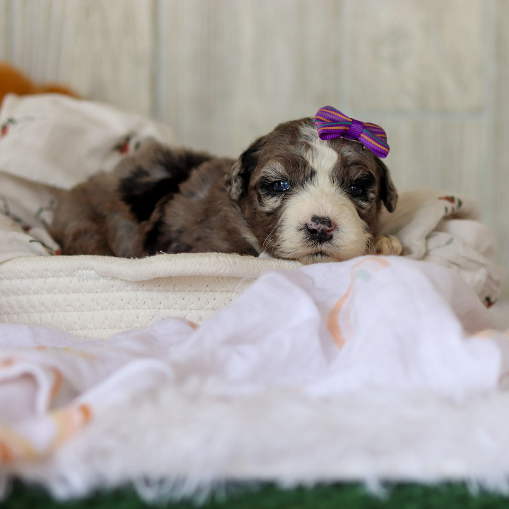 Buttercup - Available 6/4