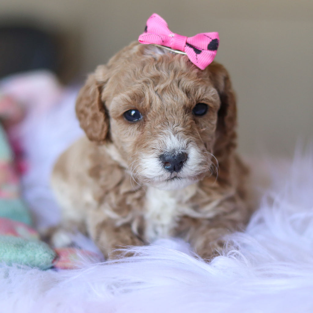 Trudy - Available 5/28