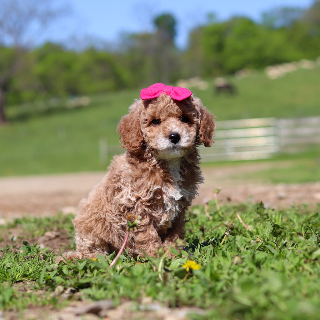 Trudy - Available Now