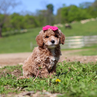 Trudy - Available Now