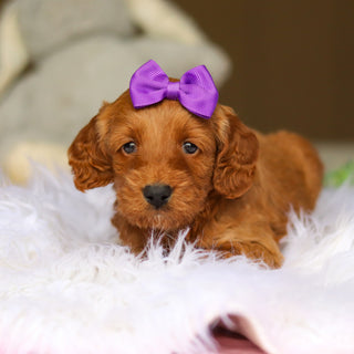 Nancy - Available 6/4
