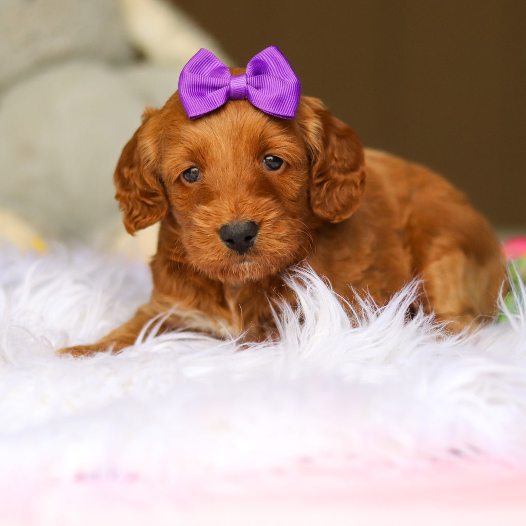 Nancy - Available 6/4