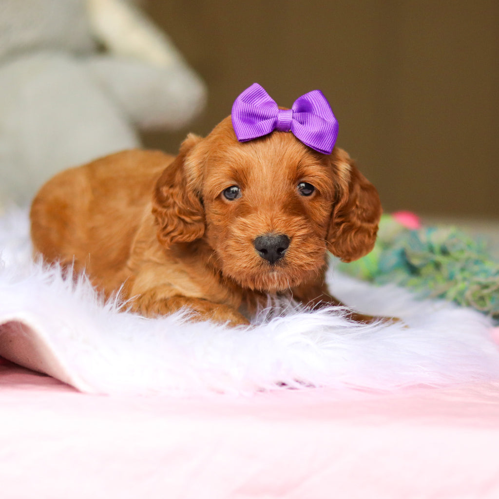 Nancy - Available 6/4