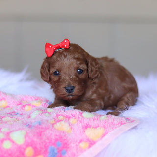 Taffy - Available 5/28
