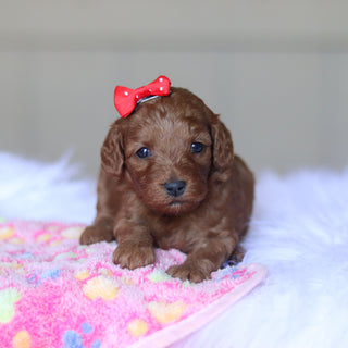 Taffy - Available 5/28