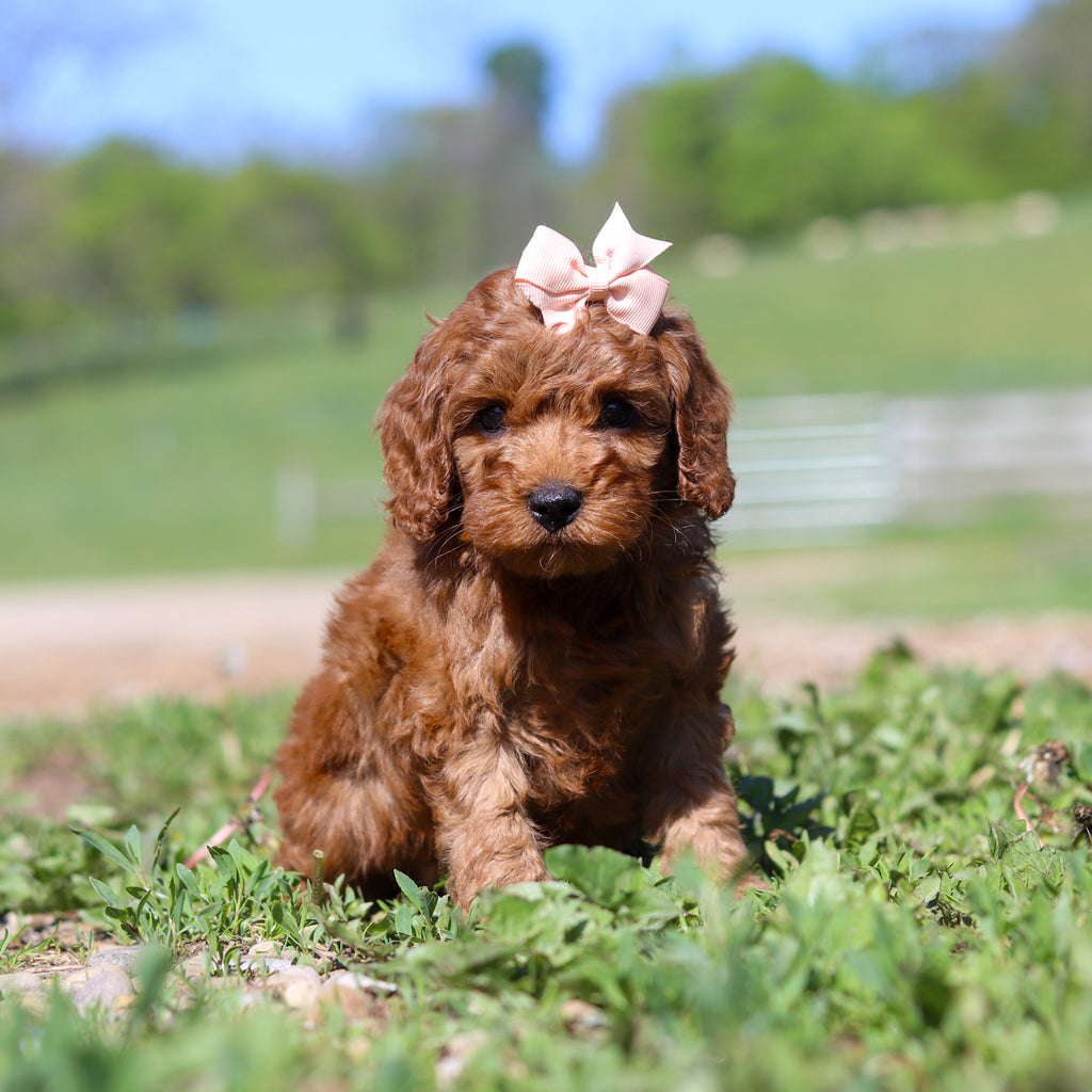 Taffy - Available 5/28