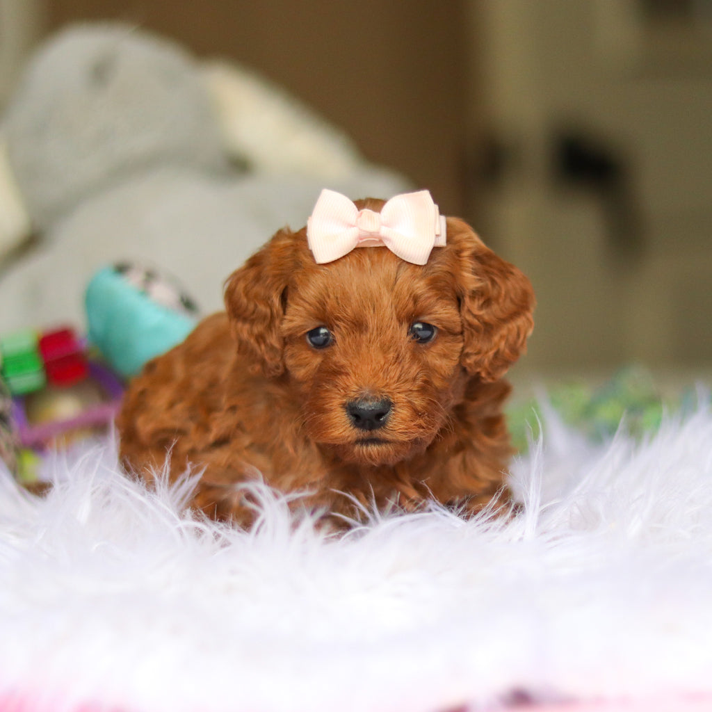 Nicky - Available 6/5
