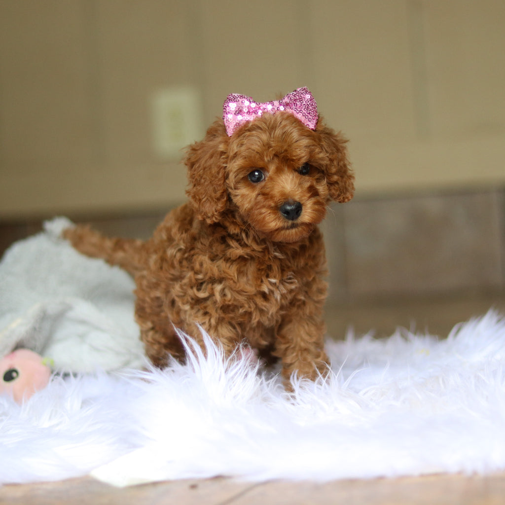 Nicky - Available 6/5