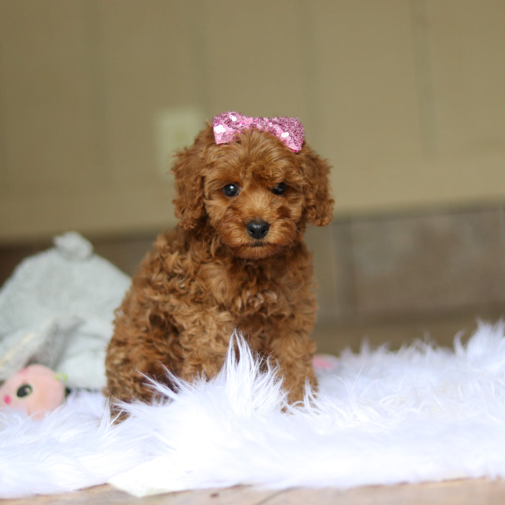 Nicky - Available 6/5