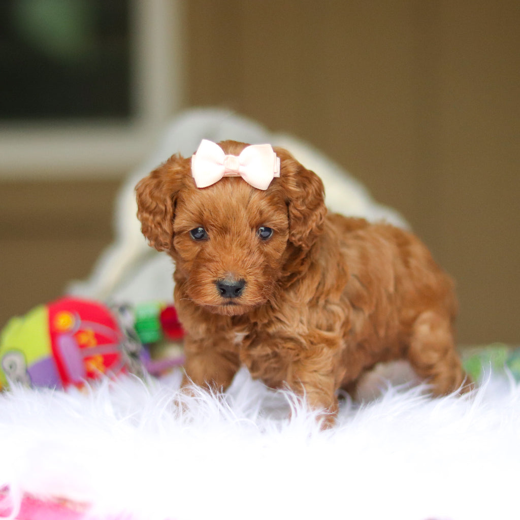 Nicky - Available 6/5