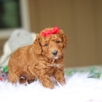 Nora - Available 6/4