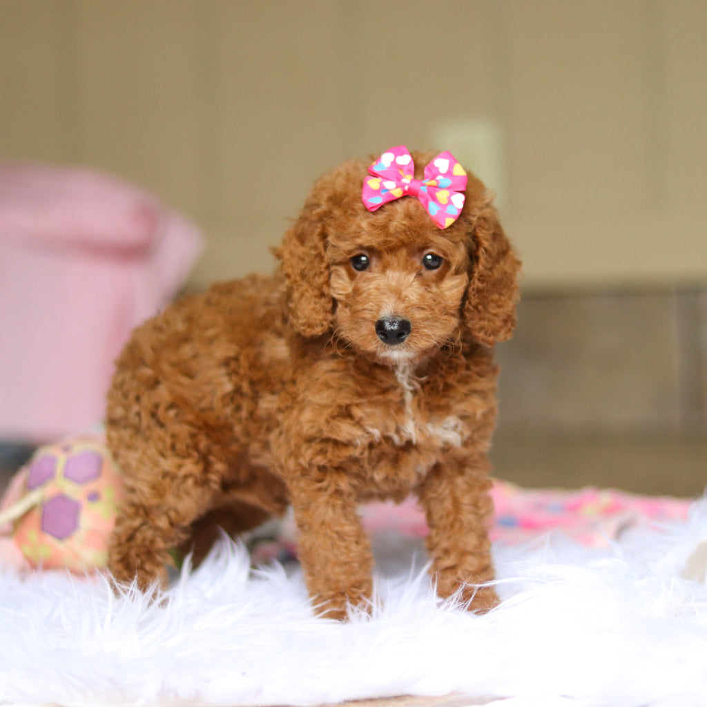 Nora - Available 6/5