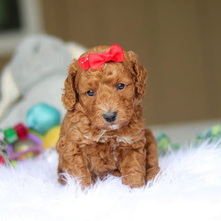 Nora - Available 6/5