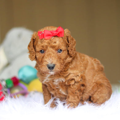 Nora - Available 6/4