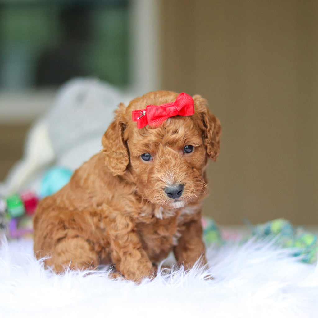 Nora - Available 6/5