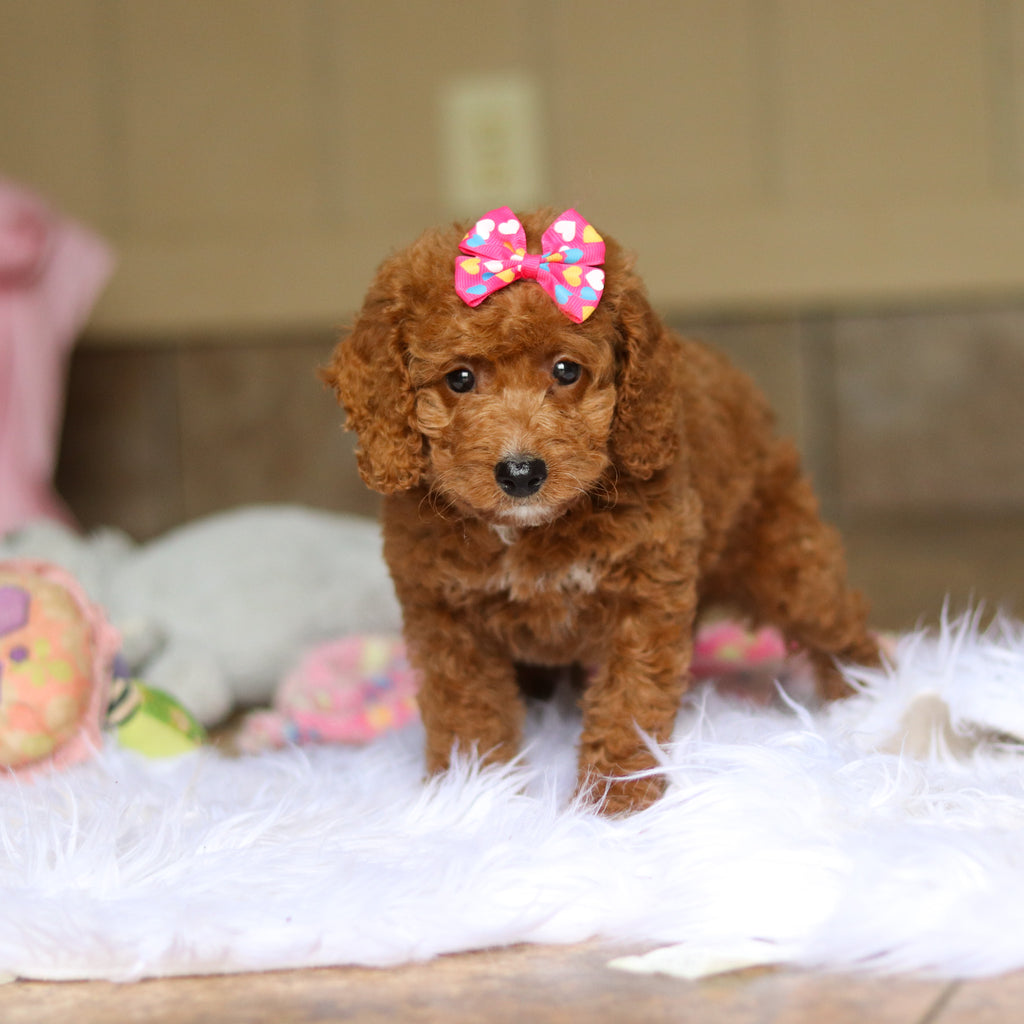 Nora - Available 6/5