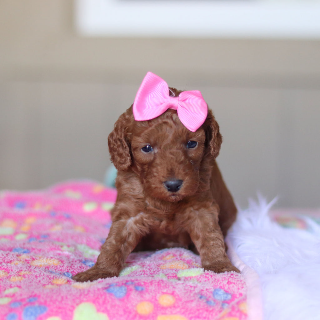 Tula - Available 5/28