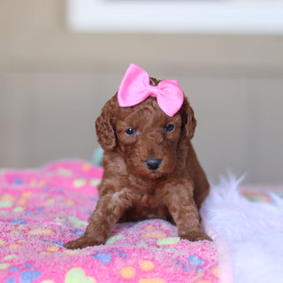 Tula - Available 5/28