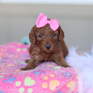 Tula - Available 5/28