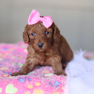 Tula - Available 5/28