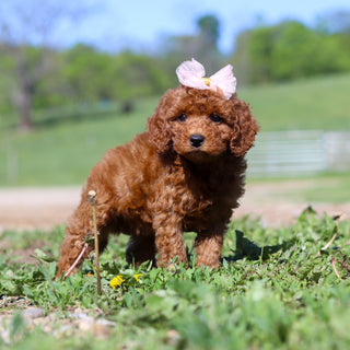 Tula - Available 5/28