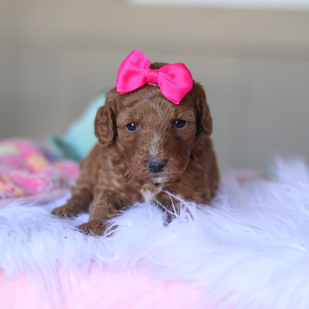 Tansy - Available 5/28