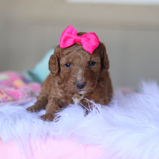 Tansy - Available 5/28