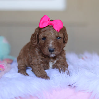 Tansy - Available 5/28
