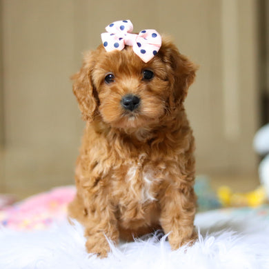 Everly - Available 4/16