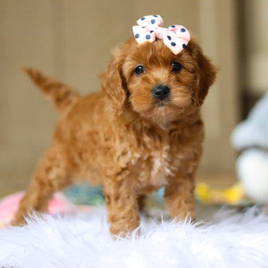 Everly - Available 4/16