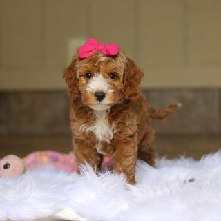 Nona - Available 6/5