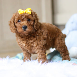 Emery - Available 4/16