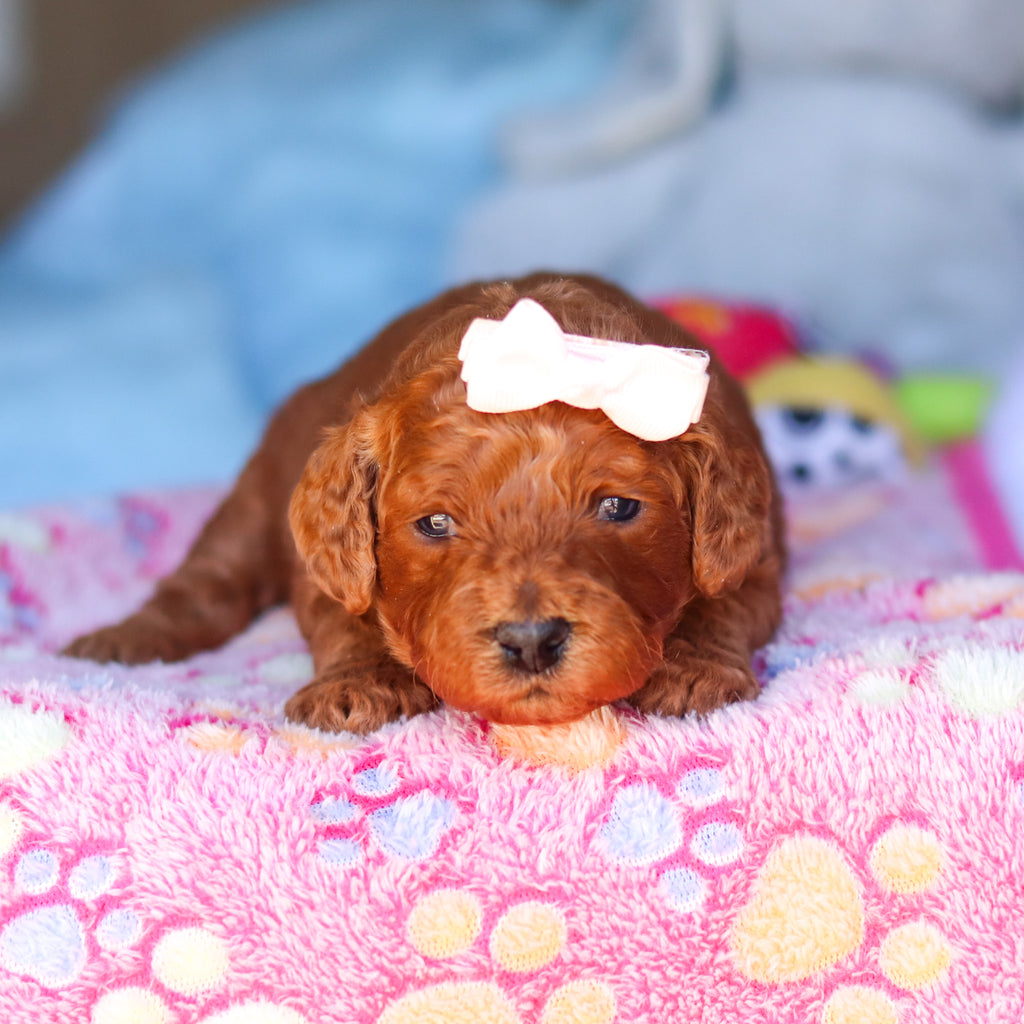 Emery - Available 4/16