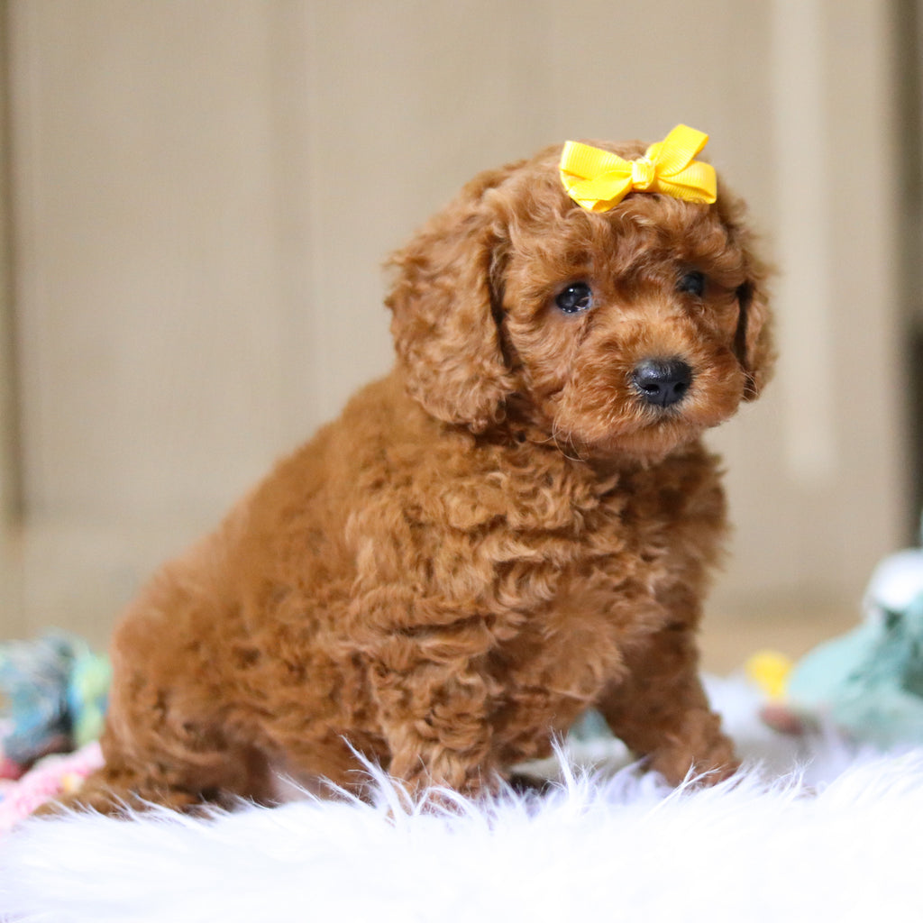 Emery - Available 4/16