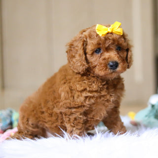 Emery - Available 4/16