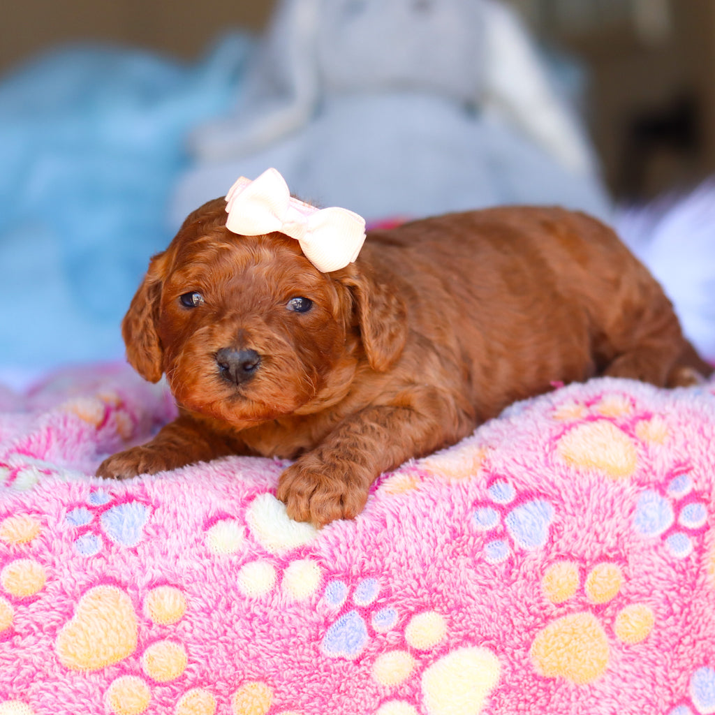 Emery - Available 4/16