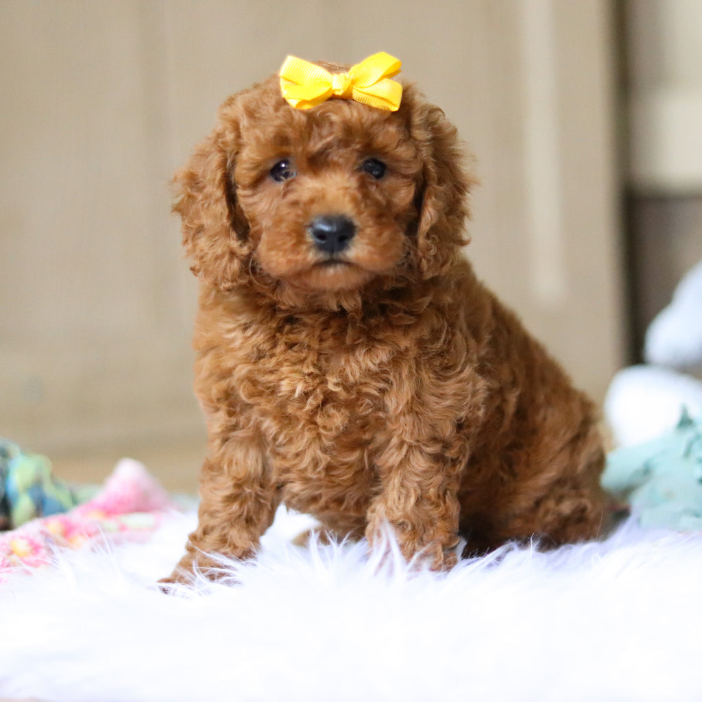 Emery - Available 4/16