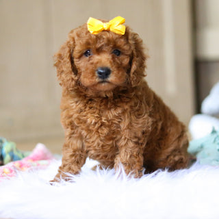 Emery - Available 4/16