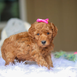 Nellie - Available 6/5