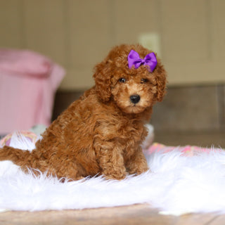Nellie - Available 6/5
